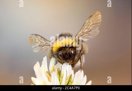Detaillierte, Makro, Vorderansicht Nahaufnahme von wilden UK Hummel isoliert auf einzelne weiße Kleeblatt Blume. Britische Hummeln. Stockfoto