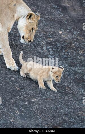 Eine Löwin mit einem Jungen steht auf der Seite eines großen Felsens im Maasai Mara National Reserve in Kenia Stockfoto