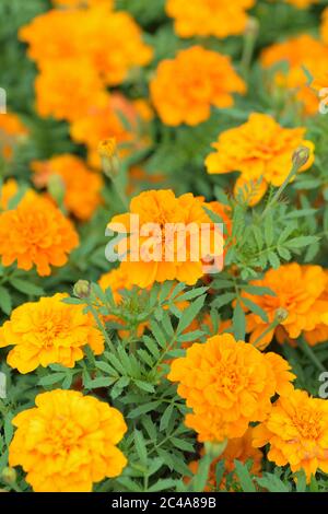 Makro-Details von lebendigen farbigen Ringelblumen in horizontalem Rahmen Stockfoto