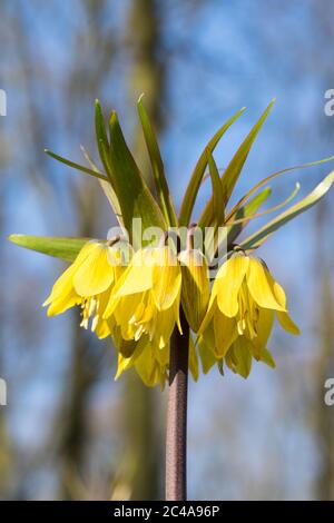 Blühende gelbe kaiserliche Fritillarblumen mit auf dem Hintergrund Bäumen und blauen Himmel, aus einem niedrigen Winkel gesehen Stockfoto