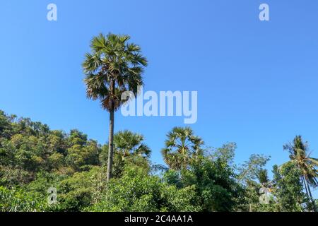 Der hohe Kokosnussbaum isoliert auf blauem Hintergrund Stockfoto