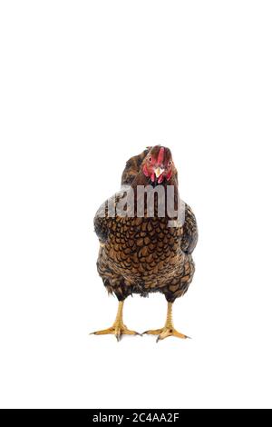 Wyandotte bantam Huhn goldfarben in weißem Hintergrund geschnürt Stockfoto