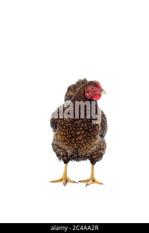 Wyandotte bantam Huhn goldfarben in weißem Hintergrund geschnürt Stockfoto