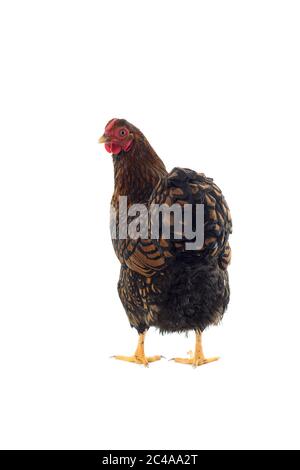 Wyandotte bantam Huhn goldfarben in weißem Hintergrund geschnürt Stockfoto