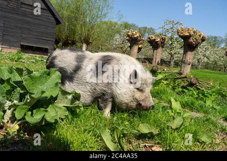 Pot-bellied Pig wandern in das Gras auf dem Bauernhof Stockfoto