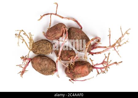 Alte gekeimte Kartoffeln Rosa auf weißem Hintergrund. Großen Sprossen Stockfoto