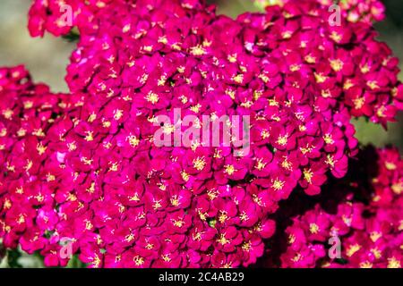 Rote Achillea „Red Samvet“ Rote Schafgarbe Blume Close Up Bloom Rote Achillea millefolium Rote Samtblume blühende Achillea Schafgarbe Close Up Flower Closeup Stockfoto