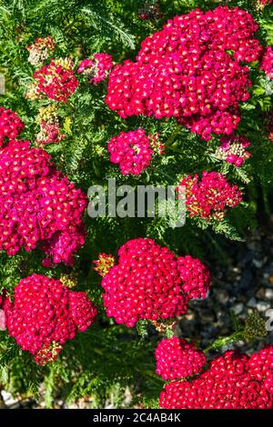 Achillea millefolium Rot Samt, rote Schafgarbe Stockfoto