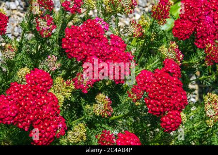 Achillea millefolium Rot Samt, rote Schafgarbe Stockfoto