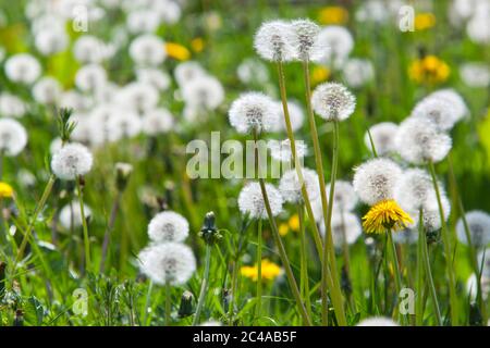 Löwenzahn Samen Köpfe Stockfoto