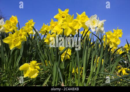 Frühling Narzissen gegen blauen Himmel Stockfoto