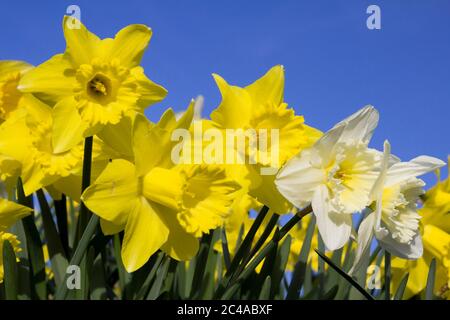 Frühling Narzissen gegen blauen Himmel Stockfoto