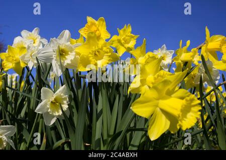 Frühling Narzissen gegen blauen Himmel Stockfoto