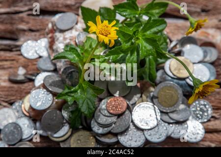 Die Setzlinge, die auf dem Haufen von Münzen wachsen. Geld sparen lässt Geld wachsen. Draufsicht, selektiver Fokus. Stockfoto