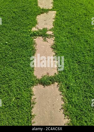 Pfad im Gras. Hintergrund des Fußweges auf dem grünen Gras Stockfoto