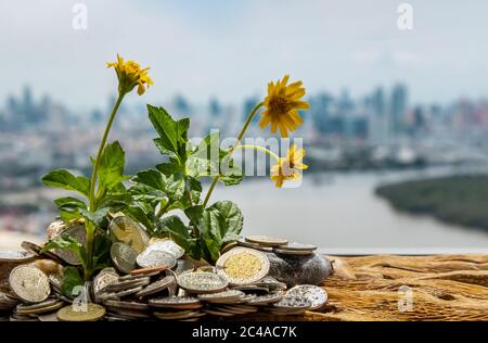 Bangkok, Thailand - Jun 25, 2020 : die Setzlinge, die auf dem Haufen von Münzen wachsen. Geld sparen lässt Geld wachsen. Selektiver Fokus. Stockfoto