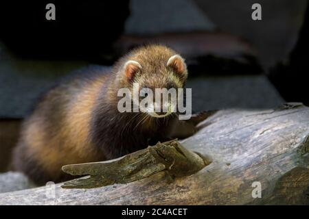 Europäischer Polecat (Mustela putorius), der auf dem Holzstapel im Garten des Hauses einlandt Stockfoto