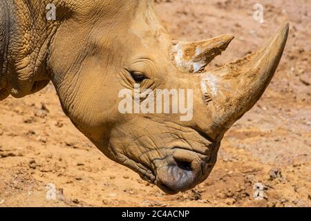 Afrikanisches Nashorn / Vierkantnashorn (Ceratotherium simum) Nahaufnahme des Kopfes mit großem Horn Stockfoto