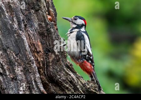 Buntspecht / Buntspecht (Dendrocopos major) Männchen hämmert auf Haselnuss, eingekeilt in einen Baumstumpf Stockfoto