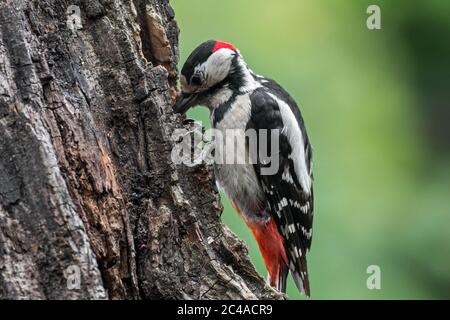 Buntspecht / Buntspecht (Dendrocopos major) Männchen hämmert auf Haselnuss, eingekeilt in einen Baumstumpf Stockfoto