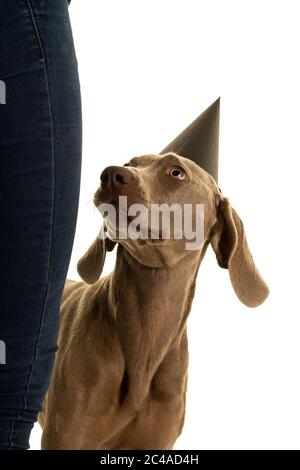 Lustige niedliche junge Weimaraner Hund Kopf trägt einen Party-Hut Blick auf seinen Besitzer isoliert in weiß Stockfoto