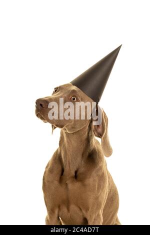 Lustige niedliche junge Weimaraner Hund Kopf trägt einen Party-Hut Blick auf die Kamera isoliert in weiß Stockfoto