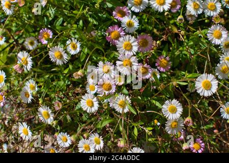 Erigeron karvinskianus, mexikanischer Fleaban Stockfoto