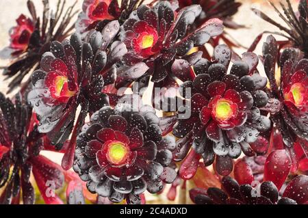 Aeonium arboreum' atropurpureum' in einer Frühlingsdusche in den Tresco Abbey Gardens auf der Insel Tresco auf den Isles of Scilly, Cornwall, Großbritannien gefangen Stockfoto