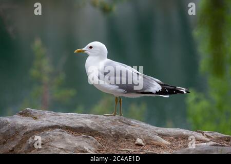 Gemeinsamen Möwe (Larus Canus) Stockfoto