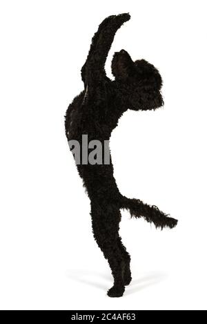 Schwarzer Labradoodle Hund betteln und Strecken auf seine Hinterpfoten isoliert auf weißem Hintergrund Stockfoto