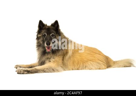 Porträt eines älteren tervueren Schäferhundes liegend seitlich isoliert auf weißem Hintergrund Stockfoto