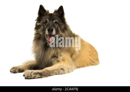 Porträt eines älteren tervueren Schäferhundes, der sich vor der Kamera auf weißem Hintergrund ablegt Stockfoto