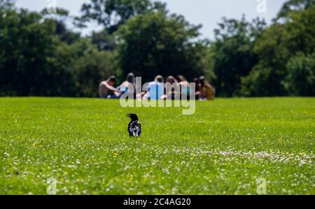 Harrogate, North Yorkshire, Großbritannien. Juni 2020. Heute, wenn die höchsten UV-Werte aller Zeiten erwartet werden, sind die Menschen im Zentrum von Harrogate beim Sonnenbaden. Kredit: ernesto rogata/Alamy Live Nachrichten Stockfoto