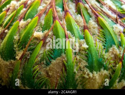 Textur auf der Oberfläche des weiblichen Kegels von Cycas siamensis MIQ, der unisexuellen Pflanze Stockfoto