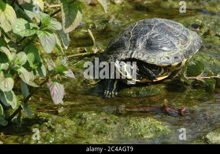 Ein nicht-einheimischer Gelbbauchiger Slider, Trachemys scripta scripta oder Wasserschildkröte, die im Wasser am Rande eines Flusses in Großbritannien ruht. Stockfoto