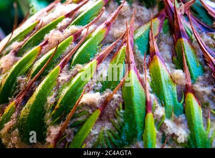 Textur auf der Oberfläche des weiblichen Kegels von Cycas siamensis MIQ, der unisexuellen Pflanze Stockfoto