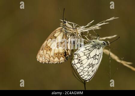 Ein paarig Marbled White Butterfly, Melanargia galathea, das auf Gras auf einer Wiese steht. Stockfoto