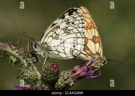 Ein paarig Marbled White Butterfly, Melanargia galathea, das auf einer Distelblume auf einer Wiese steht. Stockfoto