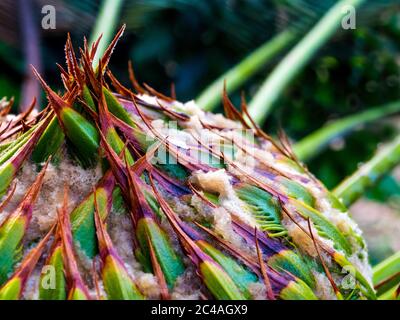 Textur auf der Oberfläche des weiblichen Kegels von Cycas siamensis MIQ, der unisexuellen Pflanze Stockfoto