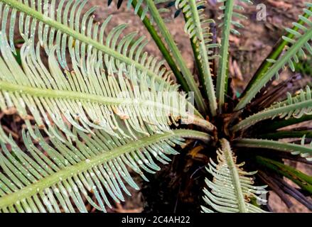 Die Wedel, Wasser tropfen auf zinnig zusammengesetzte Blätter der Cycas siamensis Pflanze Stockfoto