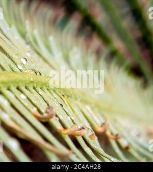 Die Wedel, zinnig zusammengesetzte Blätter der Cycas siamensis Pflanze Stockfoto