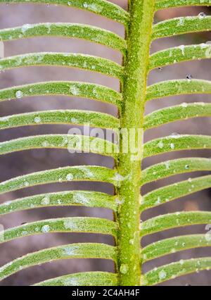 Die Wedel, Wasser tropfen auf zinnig zusammengesetzte Blätter der Cycas siamensis Pflanze Stockfoto