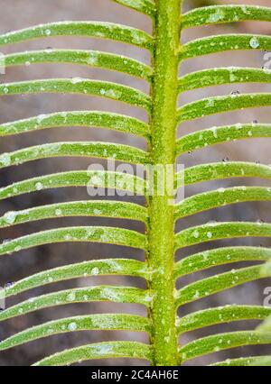 Die Wedel, Wasser tropfen auf zinnig zusammengesetzte Blätter der Cycas siamensis Pflanze Stockfoto