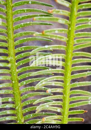 Die Wedel, Wasser tropfen auf zinnig zusammengesetzte Blätter der Cycas siamensis Pflanze Stockfoto