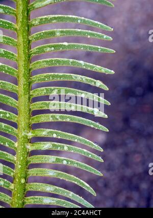 Die Wedel, Wasser tropfen auf zinnig zusammengesetzte Blätter der Cycas siamensis Pflanze Stockfoto