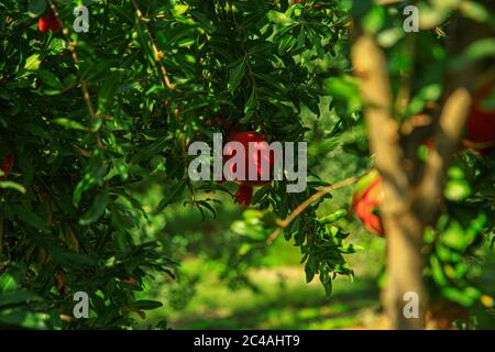 Rote Granatäpfel im grünen Baum Stockfoto