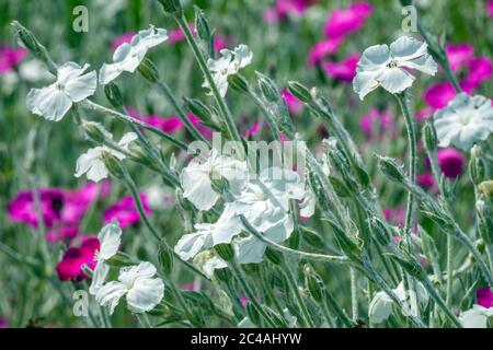 Weiße Rose campion Lychnis coronaria 'Alba' Stockfoto