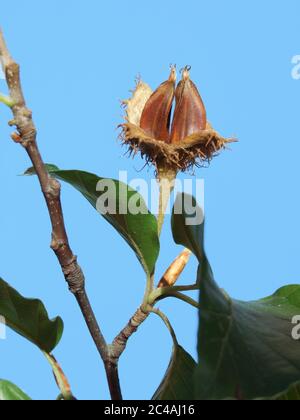 Europäische Baum rote Buche gemeine Laub Laub Stockfoto