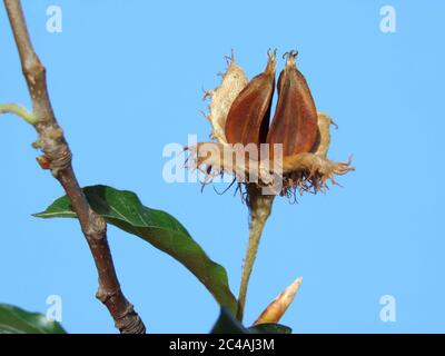 Europäische Baum rote Buche gemeine Laub Laub Stockfoto