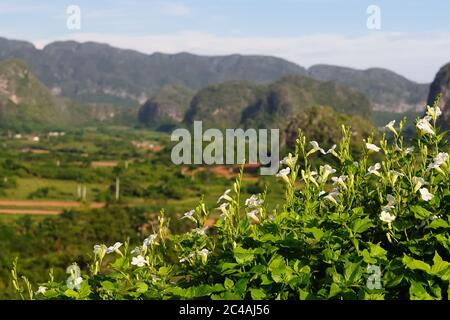 Blick von einem Beauty-Spot auf Blumen und Tabak Tal Viniales in Kuba Stockfoto